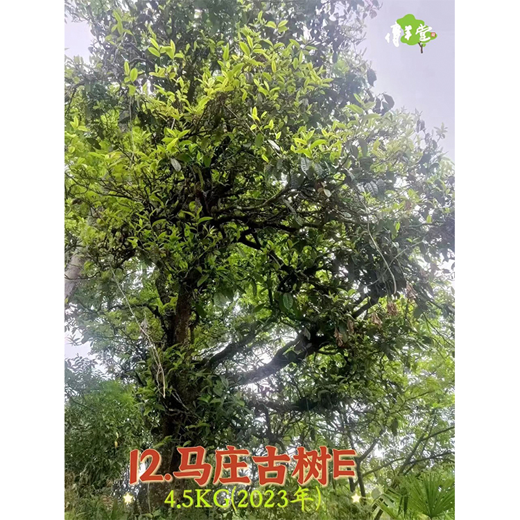 2023年 單株古樹青餅(馬庄古樹-編號12E)﹝停售中﹞